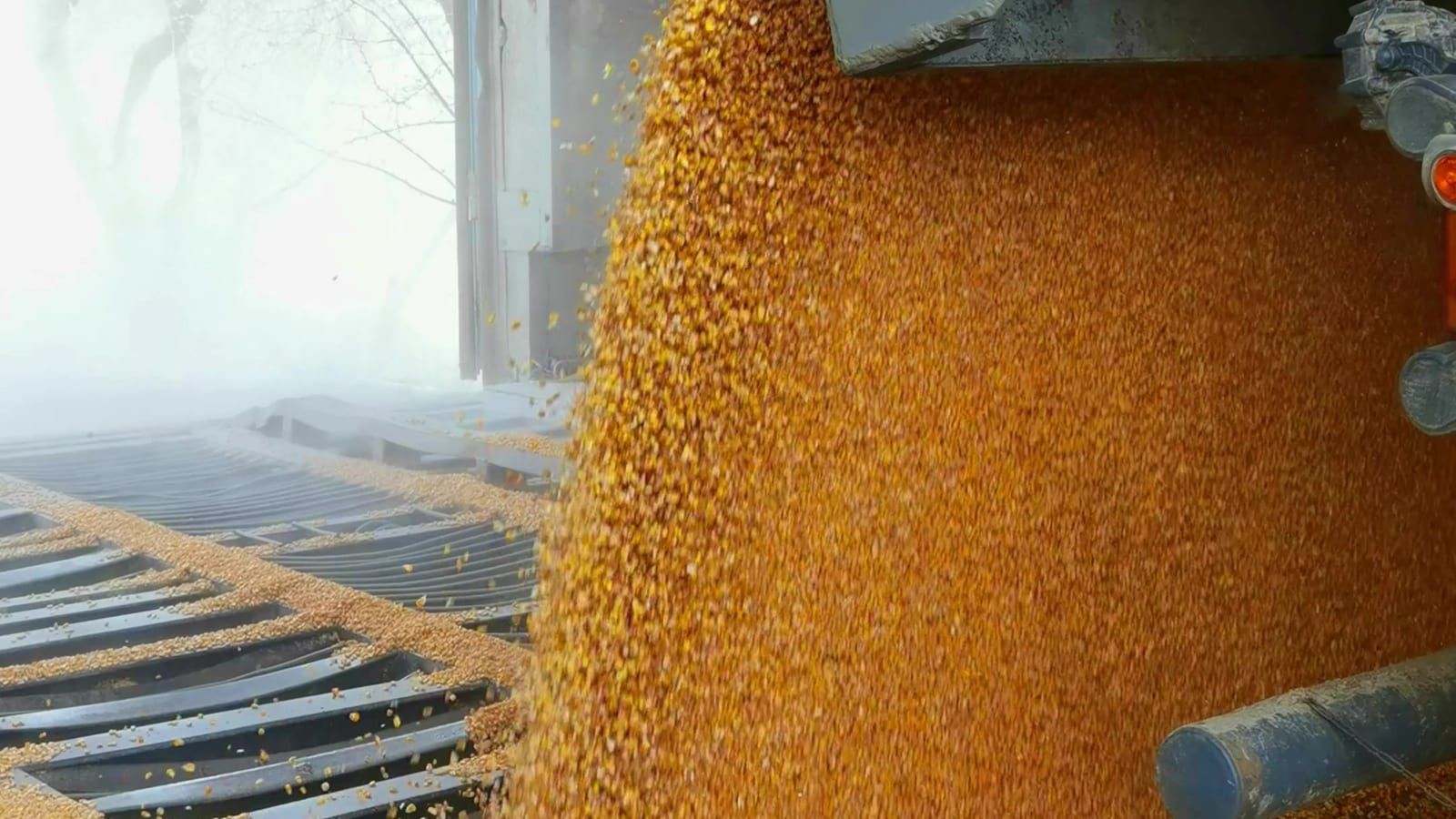 Recepción de grano a granel desde un vagón de tren